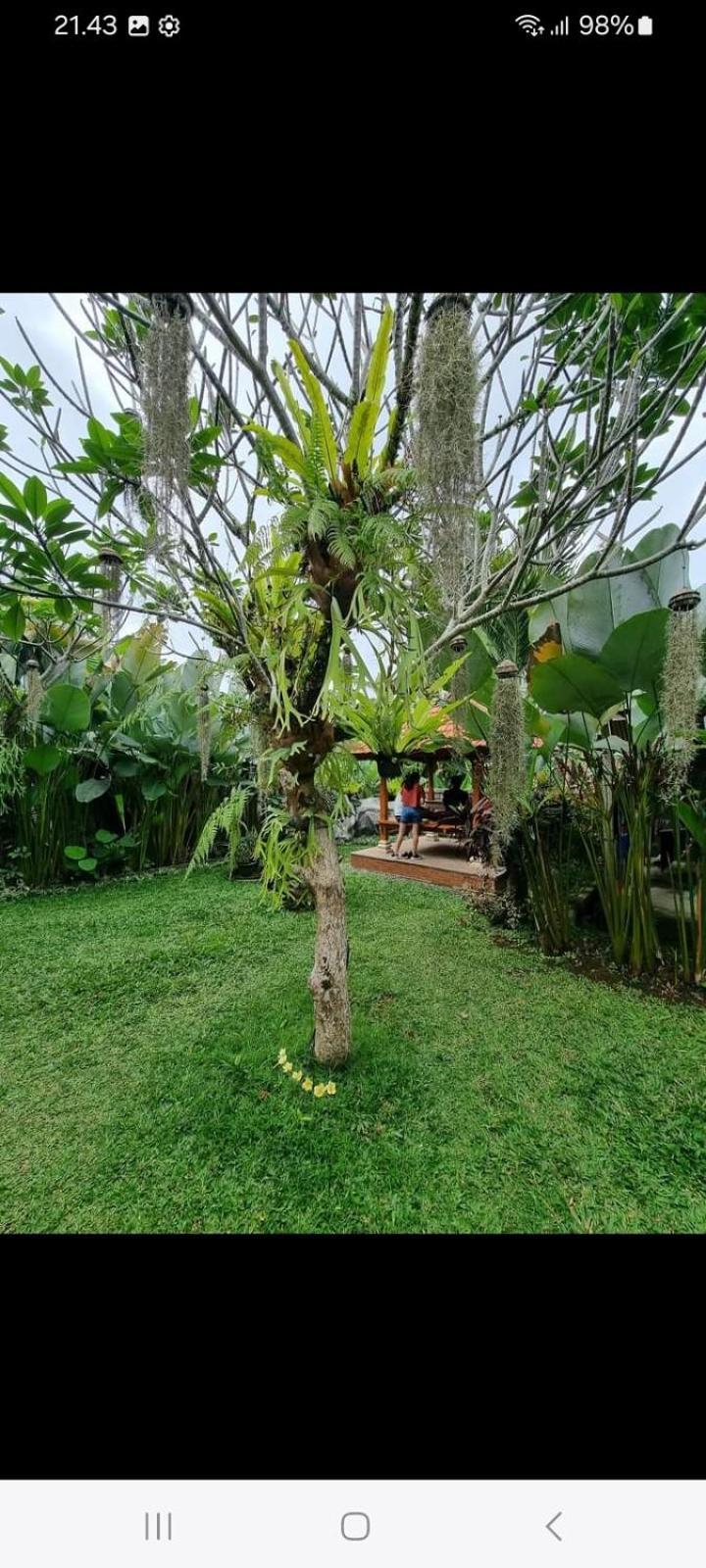 D'Sari Undisan Houses Bangli Exterior photo